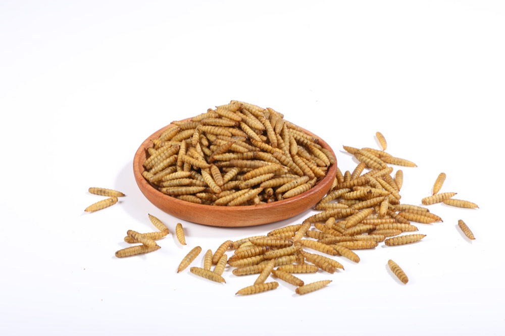 Dried BSF Larvae