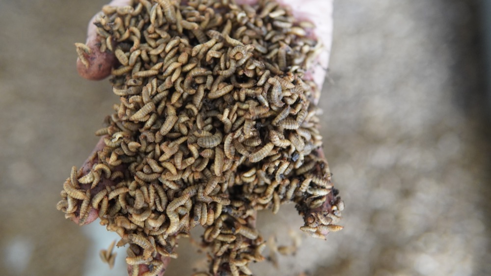 Frozen BSF Larvae