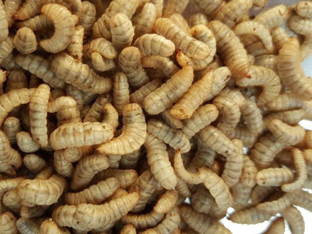 Fresh BSF Larvae