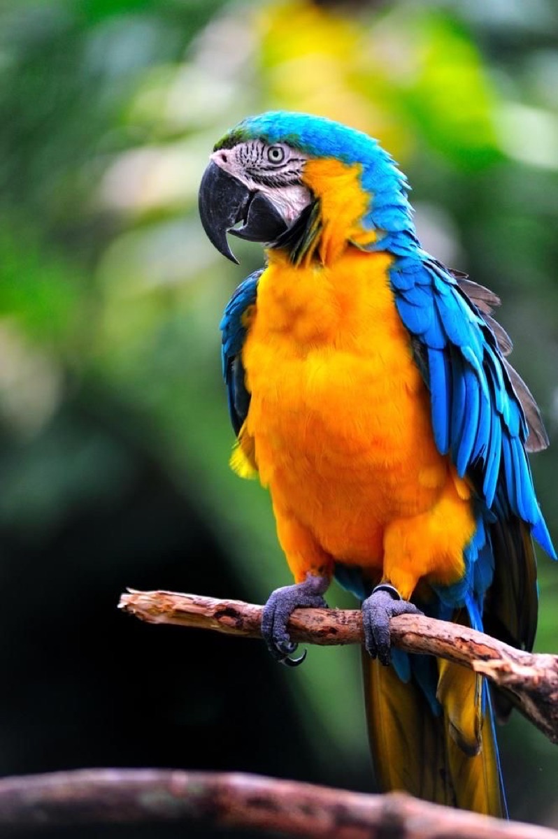 Birds