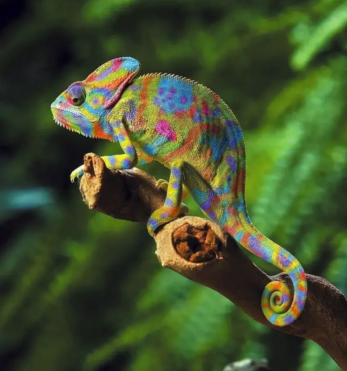 Reptiles