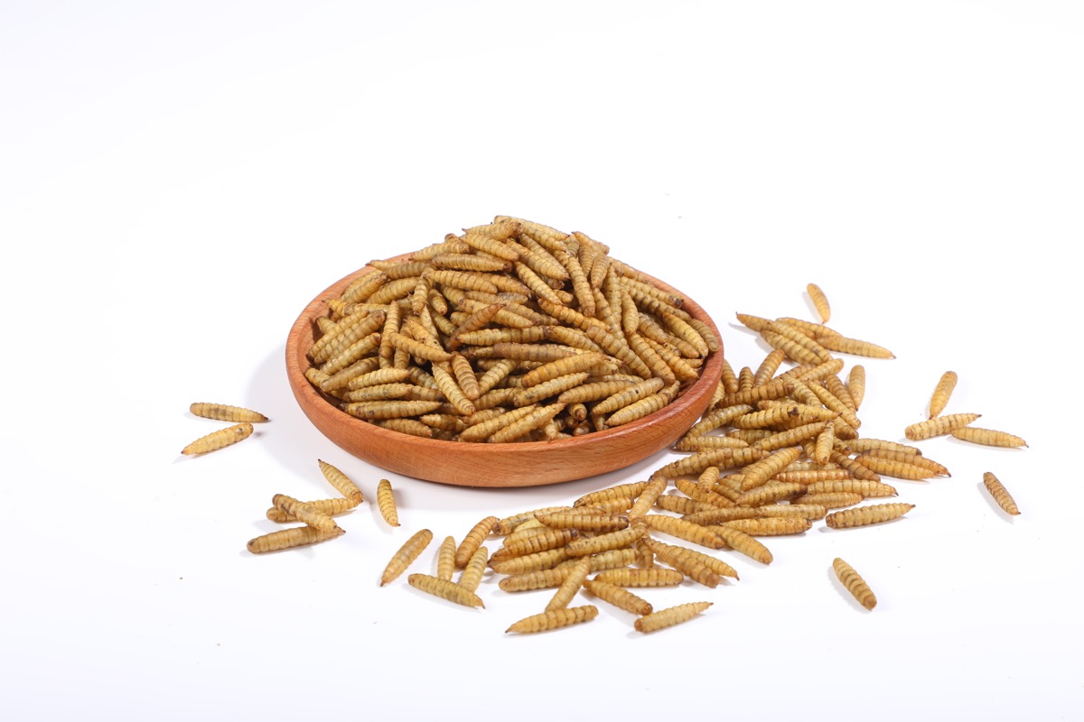 Dried Black Soldier Fly larvae