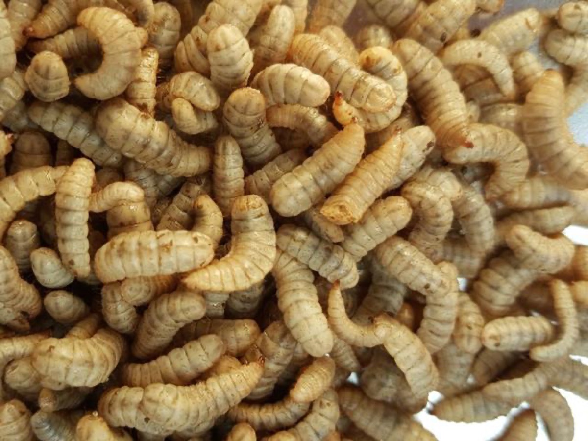 Fresh Black Soldier Fly larvae for live feed