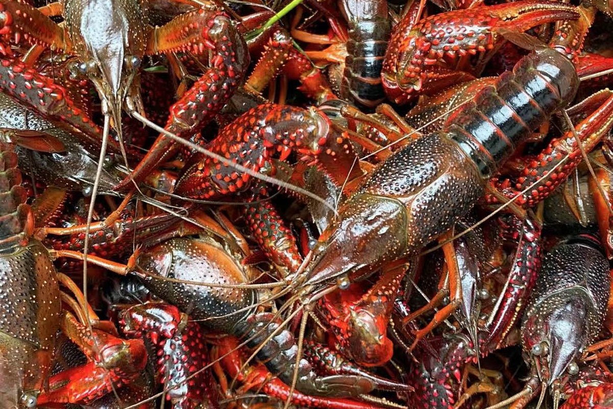 Crayfish in an aquaculture setting