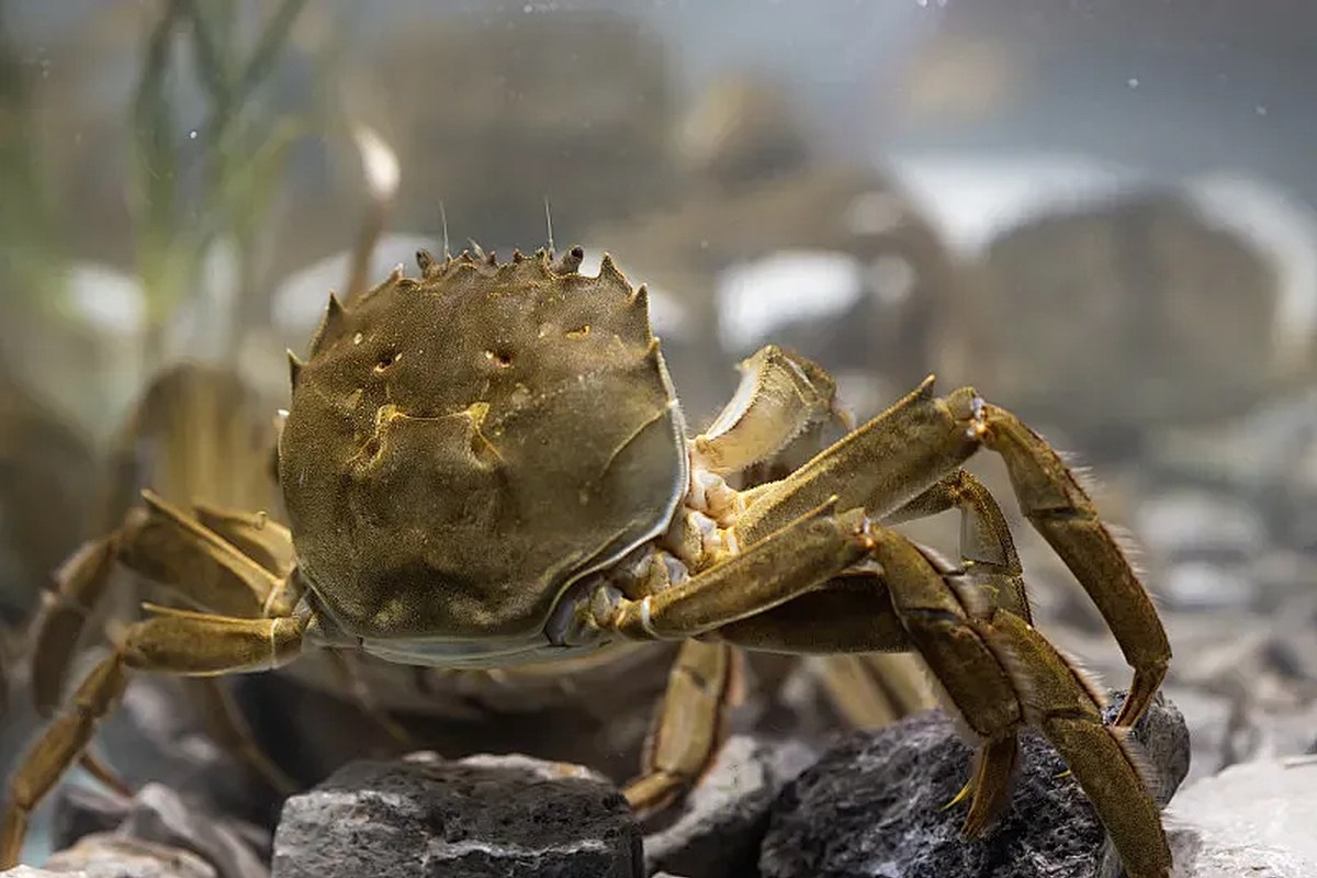 Crab in a controlled aquatic setting
