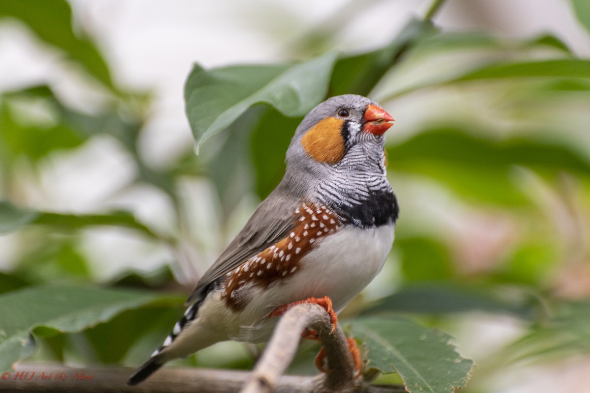 Zebra finch perched near foliage
