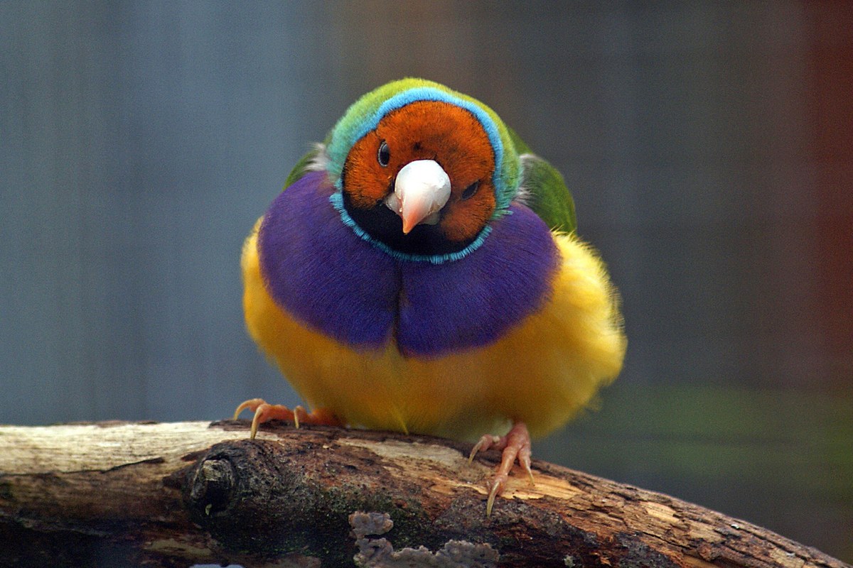Gouldian finch perched on a branch