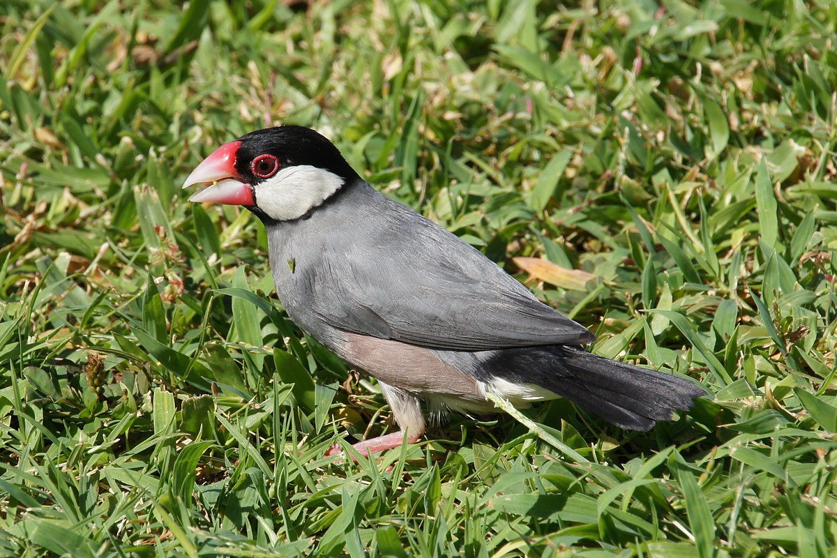 Java sparrow walking on grass