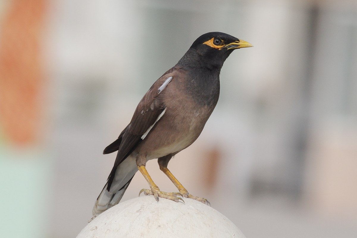 Common myna standing outdoors