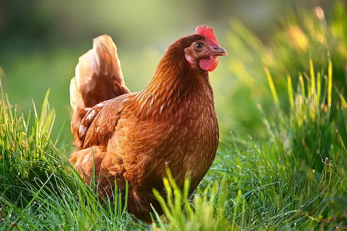 Layer hen in grass