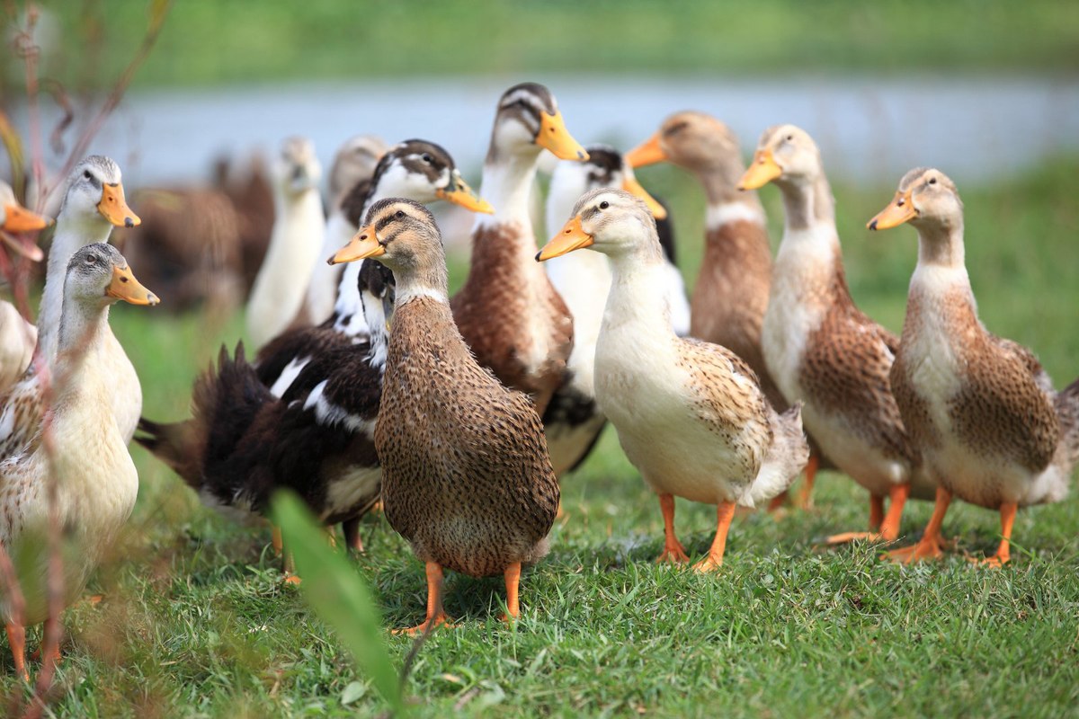 Ducks walking together