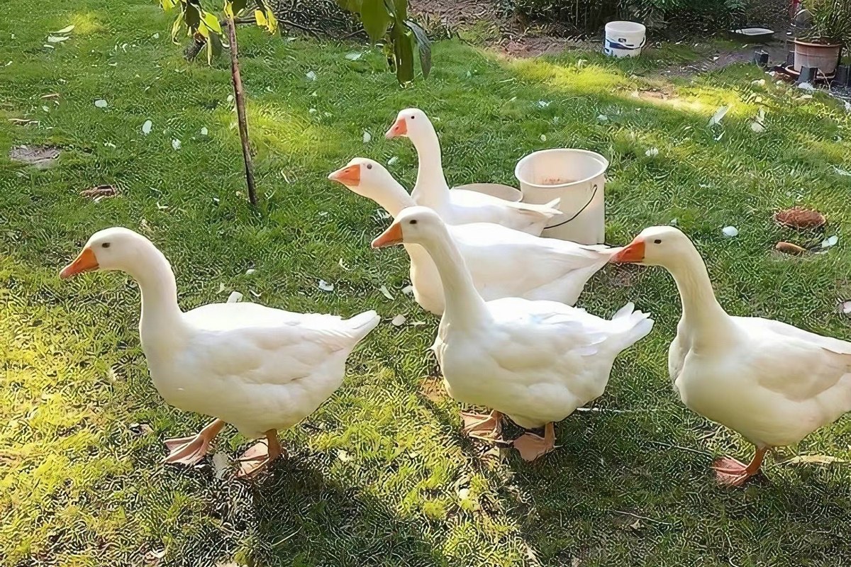 Geese in a pasture
