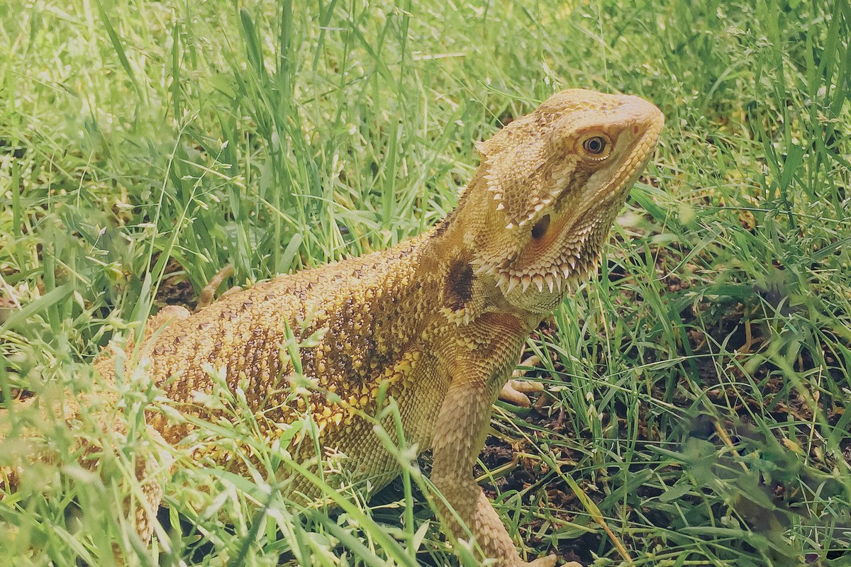 Reptiles