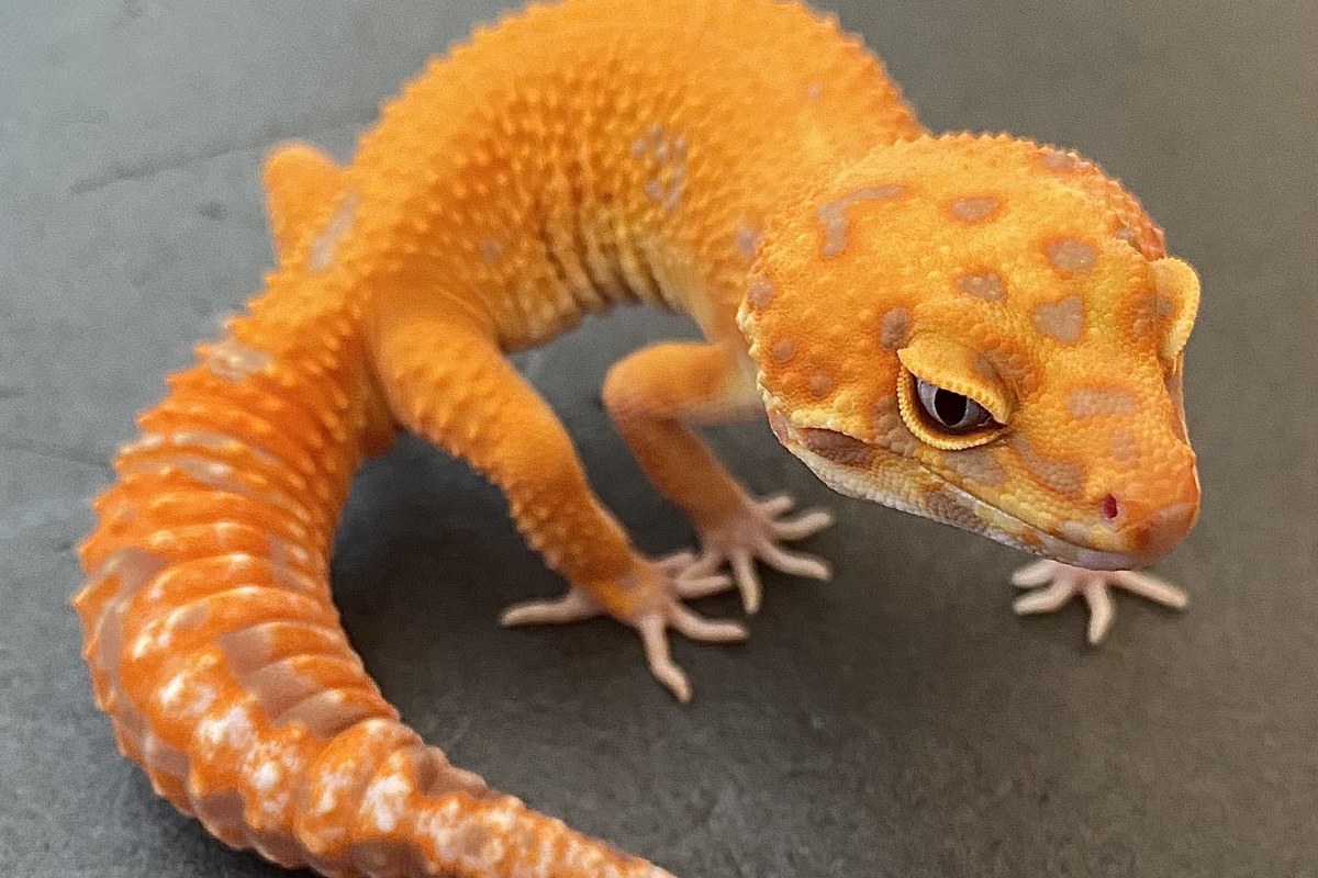 Leopard gecko close-up