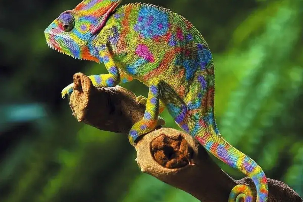 Chameleon on a branch
