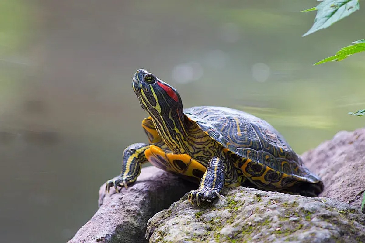 Aquatic turtle on a log