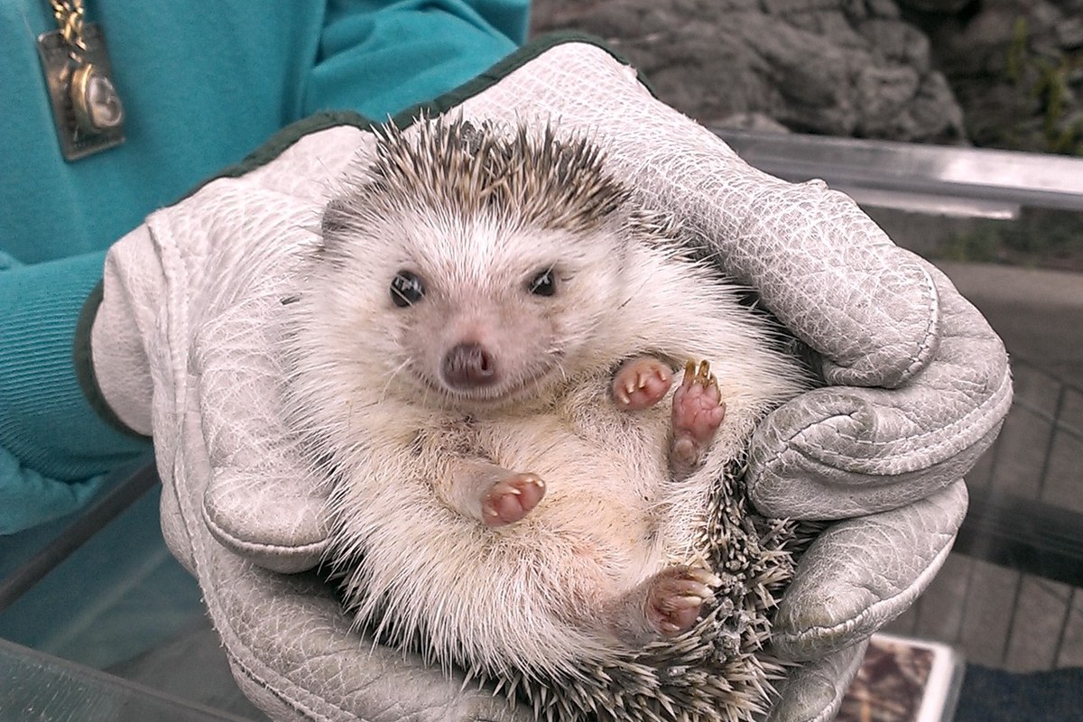 Small Mammals & Exotics