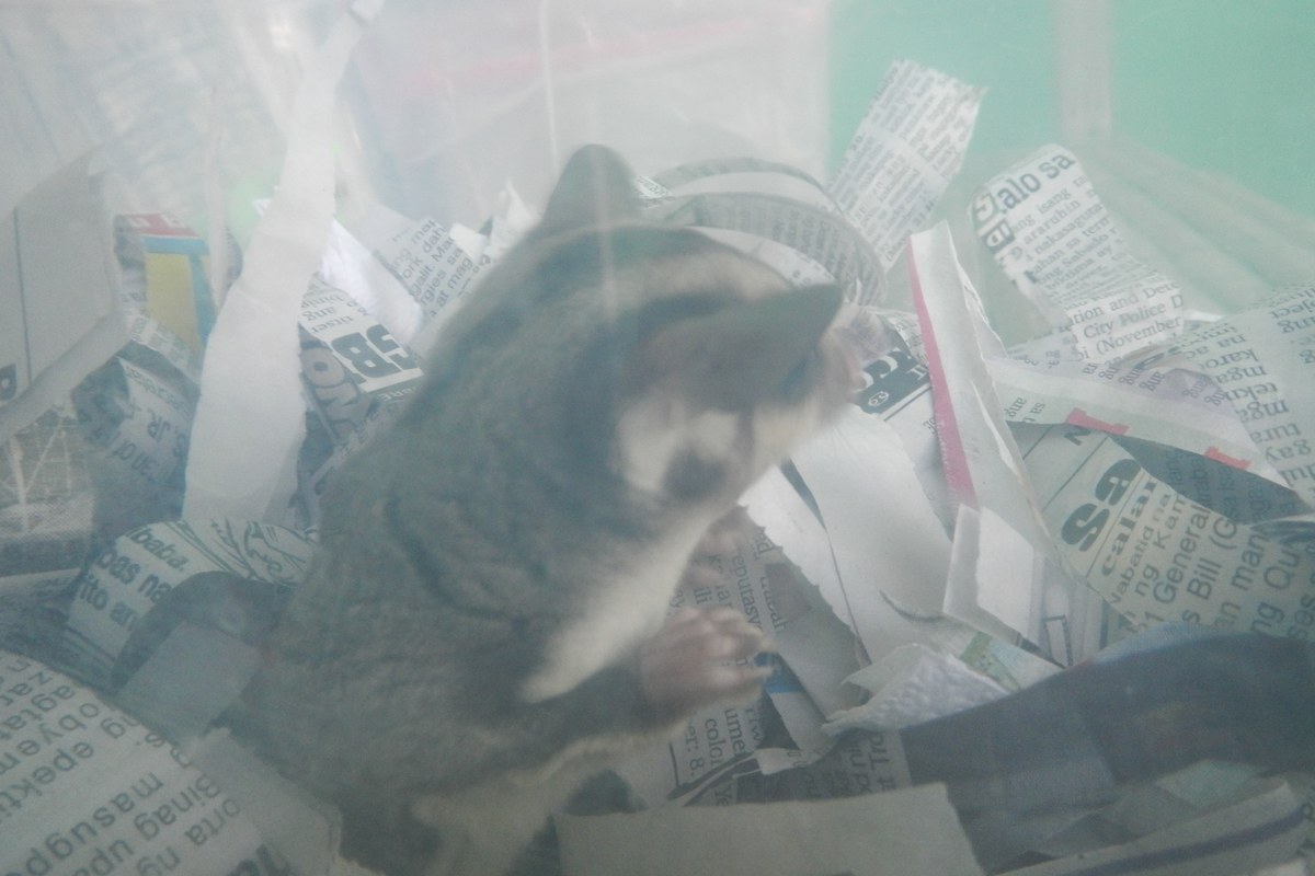 Sugar glider in a managed habitat