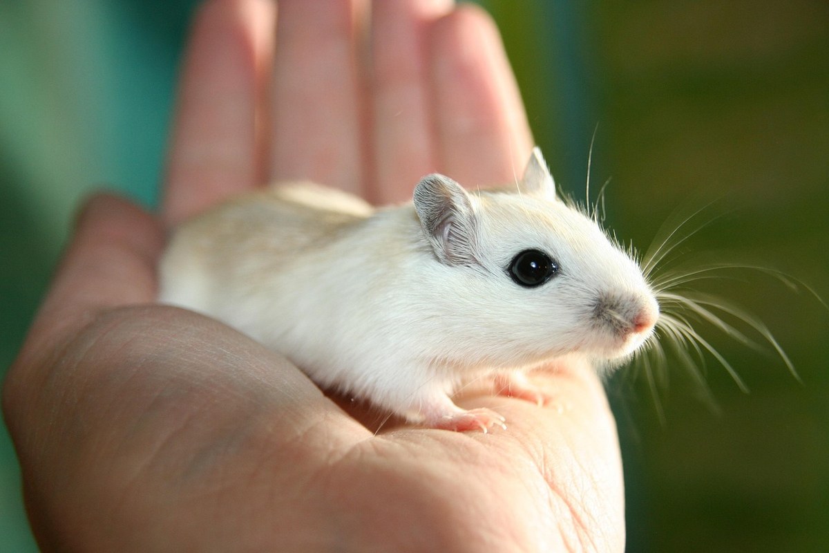 Tame Mongolian gerbil resting in a hand