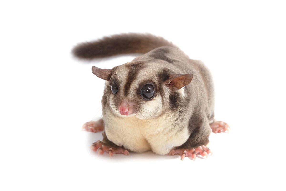 Sugar glider on a clean background